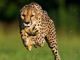 Which Member Of The Big Cat Family Is The World S Fastest Animal On Land Animals Amazing Wild Animals Photography Animal Kingdom Video