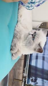 Saf Iran Kedimizi Saglik Durumu Sebebiyle Sahiplendirmek Istiyoruz Saf Iran Kedimizi Saglik Durumu Sebebiyle Sahiplendirmek Kedi Scottish Fold Iran