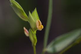 Image result for Zornia glochidiata