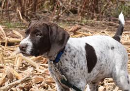 Puppies should be available in 2021. Puppies Sundance Kennels Pet Boarding German Shorthair Pointers Field Obedience Training