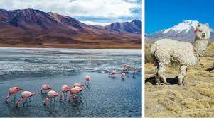 Bolivia Facts For Kids Geography Attractions People Animals Food