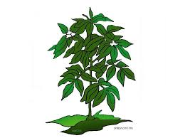 Replace Plants That Need A Lot Of Water With Plants That Need Less Water Plants Plant Leaves Water Conservation