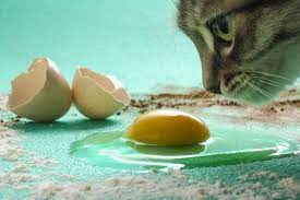 Can Cats Eat Eggs