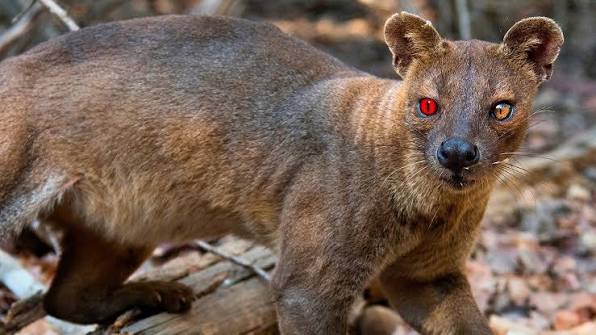 Fossa- Madagascar's Ghost Predator | Rare Facts, Hunting & Habitat