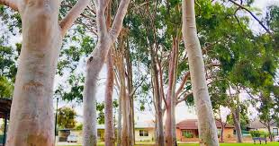 Ace tree management is one of victoria's longest established arborist tree service company based in the outer east of melbourne, victoria. Trees Environment City Of Marion