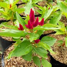 Gambar bunga celosia paling hist download now jual bibit bunga celos. Tanaman Hias Bunga Celosia Merah Shopee Indonesia