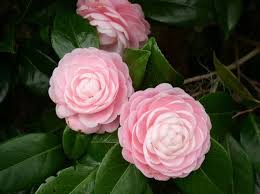 Camelliaweb Com Pretty Flowers Different Kinds Of Flowers Beautiful Flowers