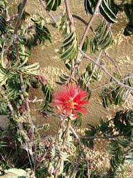Image result for Calliandra tweedii