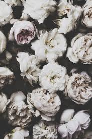 Floral Freeze High Resolution Poshuk Google Flowers Floral Beautiful Flowers