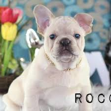Vancouver bc we are a family oriented business, and our main goal is to satisfy our customers with the best costumer experience they have ever came across. Top 10 Best French Bulldog Breeder In Vancouver Bc Last Updated February 2021 Yelp