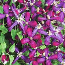 Elegant sepals are slightly recurved at the tips, giving them a graceful, whimsical appearance. 19 Of The Best Summer Blooming Clematis Varieties Gardener S Path