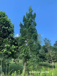 Image result for Agathis