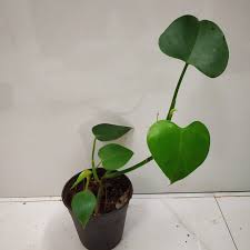 We did not find results for: Philodendron Microstictum Elephant Ears Philodendron Nursery Buy