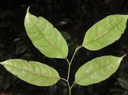 Image result for Strombosia scheffleri