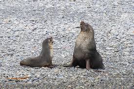 Did You Know That The Population Of Antarctic Fur Seals On South Georgia Island Is The Densest Marine Animal Population On The In 2020 Fur Seal Marine Animals Animals