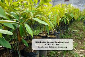 Agar Durian Cepat Berbuah Agar Pohon Durian Cepat Berbuah Agar Pohon Durian Tidak Tinggi Agar Tanaman Durian Cepat Berbuah Agen Durian Tanaman Benih Musang