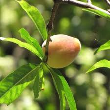Image result for Prunus persica
