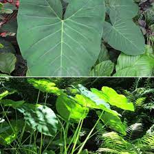 Browse our online plant shop. Big Leaf Plants List A Complete Information Gardening Tips