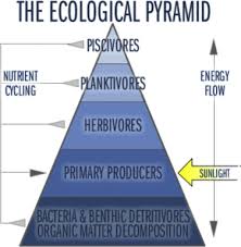 Trophic Level An Overview Sciencedirect Topics