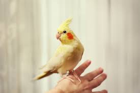 Remembering with you the life of a wonderful i am the swift uplifting rush. How To Get Your Escaped Pet Bird Back Dr Marty Becker