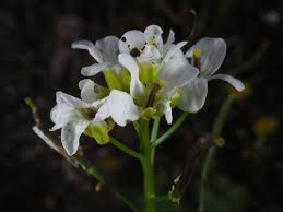 Image result for Arabis alpina