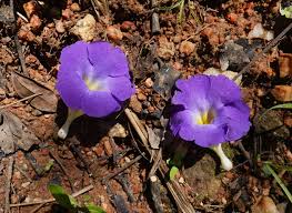 Image result for Thunbergia crispa