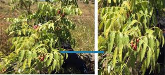 Image result for Brucea antidysenterica