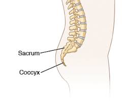 Coccydynia fractured bruised tailbone pictures. Coccyx Or Sacrum Contusion