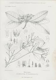 Image result for Mimusops obtusifolia