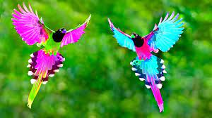 You can find these beautiful birds in most parts of china, russia, and japan. à¦¸à¦¬à¦¥ à¦• à¦¸ à¦¨ à¦¦à¦° à§«à¦Ÿ à¦ˆà¦¶ à¦¬à¦° à¦° à¦ª à¦– 5 Most Beautiful Unique Exotic Birds Of Paradise In The World Youtube