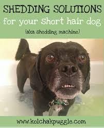 Put the vinegar in the cup where the fabric softener is to be dispensed from. How To Wash Dog Hair Out Of Clothes And Blankets Kol S Notes