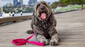 What kind of leash do vets use? | Ziippup – ziippup