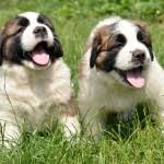 Ukc = united kennel club. Newfoundland Puppies For Sale In Ohio