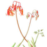 Beginner Botanical Art Workshop with Sally Arnold