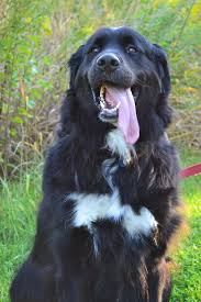 Maybe you would like to learn more about one of these? Pin On Animals