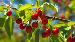 Native cypress trees are evergreen, coniferous trees that, in the u.s., primarily grow in the west and southeast. How To Grow A Cherry Tree From Seed