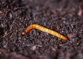 Mar 11, 2021 · soil. Dirt Doctor Library Topics