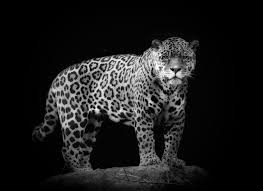 Black Jaguar Wallpapers Group 73 Art wallpaper dudaite new black jaguar xf hd cars photo hd famous wallpapers 1920×1200. black jaguar wallpapers group 73