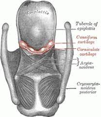 Cuneiform Cartilage Human Body Facts Human Body Anatomy Cartilage