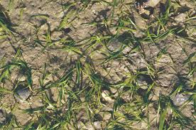 Image result for Zosteraceae