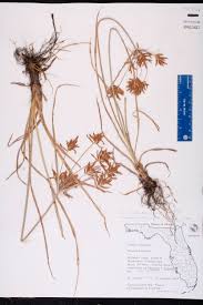 Image result for Cyperus sp. (ex Mariscus sp.no.2)
