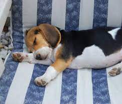 When Your Dog Acts Like He S Running In His Sleep Could He Be Dreaming Our Expert Explains What Is Going On Sleeping Dogs Puppies Cute Dogs
