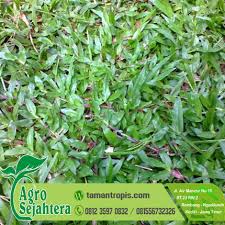Ratakan juga posisi rumput serta permukaan tanah menggunakan memakai permukaan lebar balok kayu. Rumput Gajah Mini Pekanbaru Bibit Rumput Gajah Mini Varigata