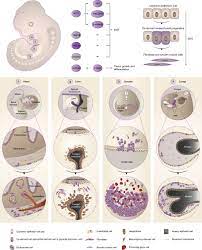Assign t3 only when there is no information available to assign one of the subcategories. Mesothelial To Mesenchyme Transition As A Major Developmental And Pathological Player In Trunk Organs And Their Cavities Communications Biology