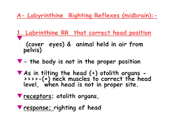 What Is The Tonic Labyrinthine Reflex (Tlr)?