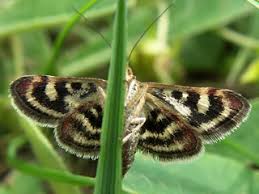 Image result for Pyrausta ostrinalis