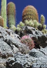 Image result for Tragia lasiophylla