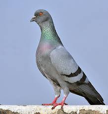 Rock Dove Wikipedia