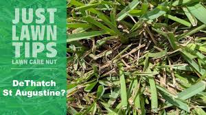 If needed, vertical mowing or dethatching machines, can be rented to tear out the thatch. Should You De Thatch St Augustine Grass Power Rake St Augustine Youtube