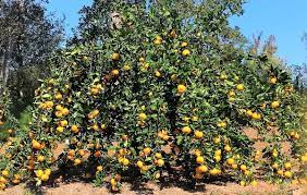 26 results for satsuma tree. North Florida Satsumas Seasons